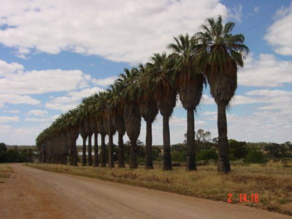 T11934 Washingtonia filifera