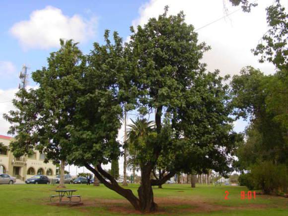 T11936 Ceratonia siliqua