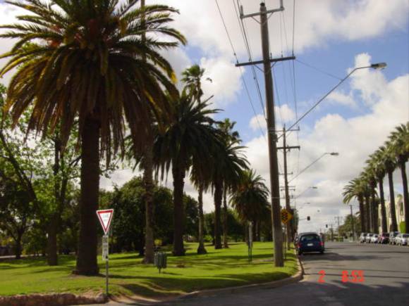 T11938 Phoenix canariensis