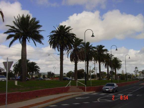 T11938 Phoenix canariensis