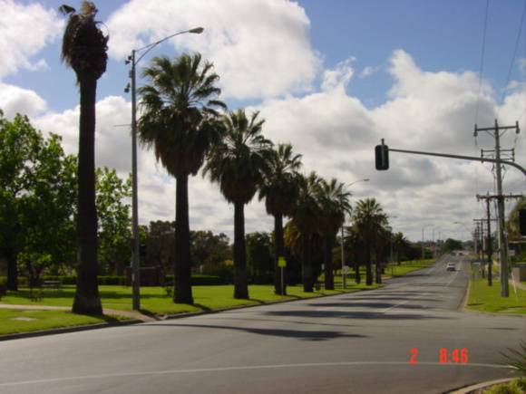 T11941 Washingtonia filifera