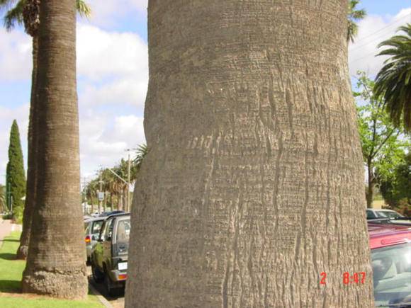 T11941 Washingtonia filifera 