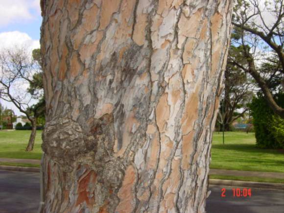 T11942 Pinus pinea
