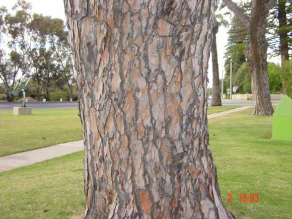 T11942 Pinus pinea
