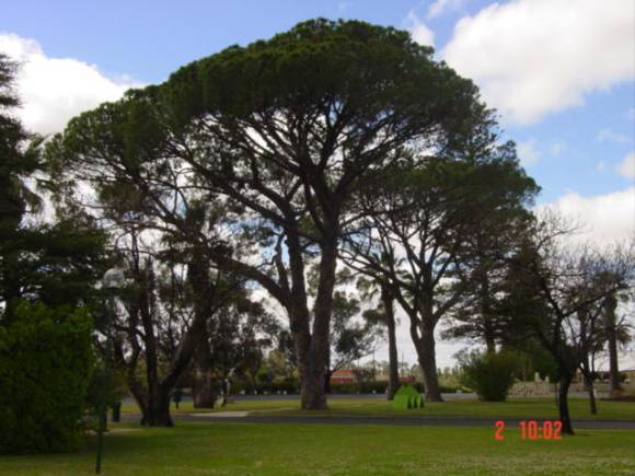 T11942 Pinus pinea 
