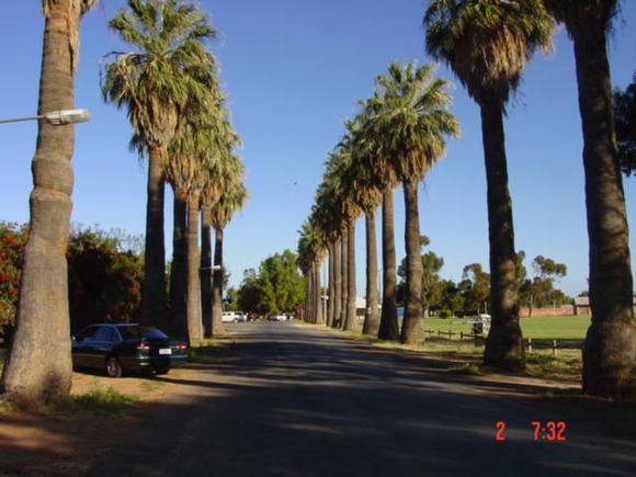 T11943 Washingtonia filifera 