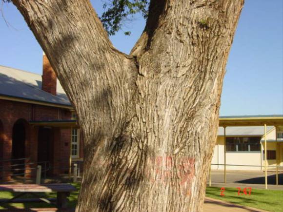 T11944 Ulmus x hollandica