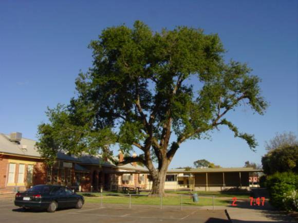 T11944 Ulmus x hollandica
