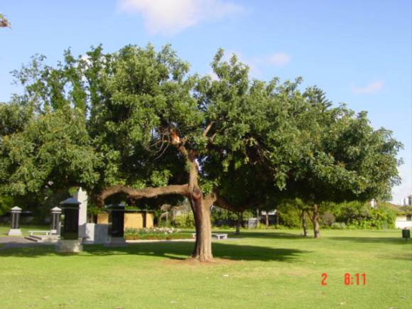T11945 Ceratonia siliqua
