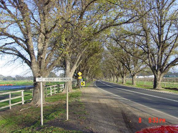 T11281 Ulmus x hollandica 