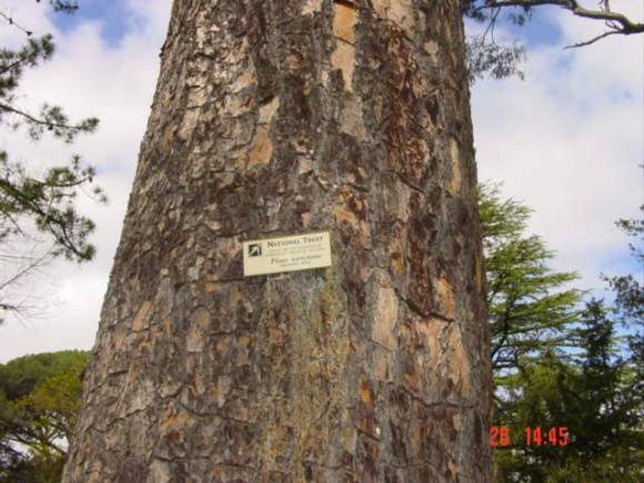 T11455 Pinus torreyana