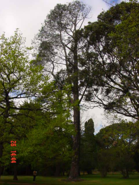 T11455 Pinus torreyana