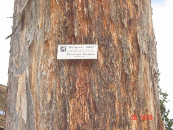 T11456 Eucalyptus longifolia