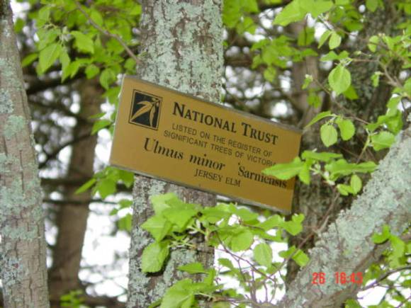 T11457 Ulmus minor 'sarniensis'