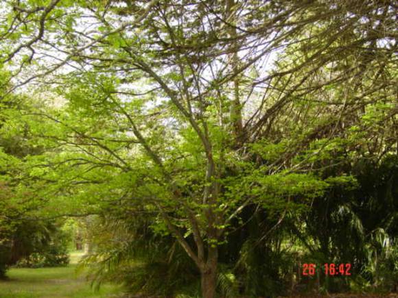 T11457 Ulmus minor 'sarniensis'