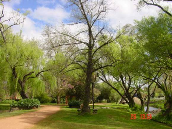T11461 Tilia platyphyllos 