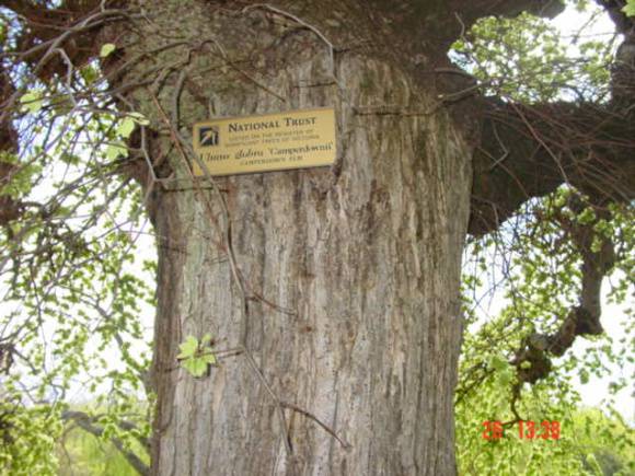 T11464 Ulmus glabra 'Camperdownii'