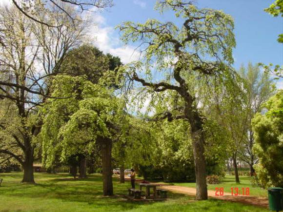 T11464 Ulmus glabra 'Camperdownii'