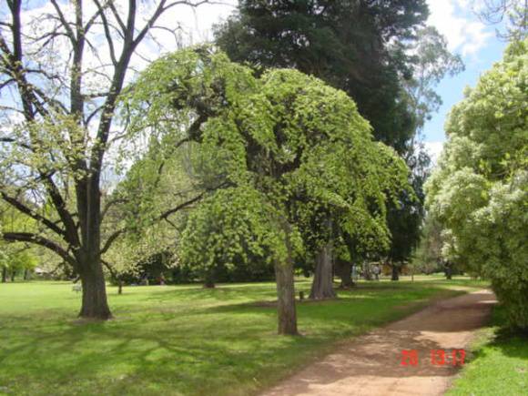 T11464 Ulmus glabra 'Camperdownii'