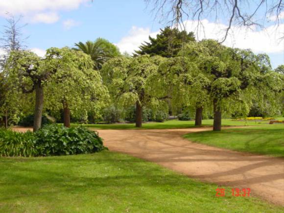 T11464 Ulmus glabra 'Camperdownii'