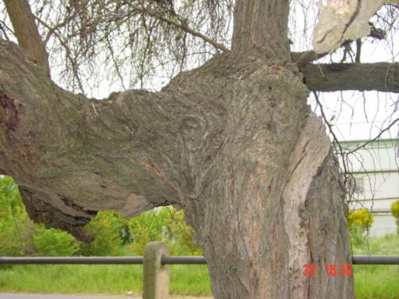 T11465 Acacia farnesiana 