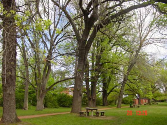 T11468 Quercus macrocarpa var. oliviformis