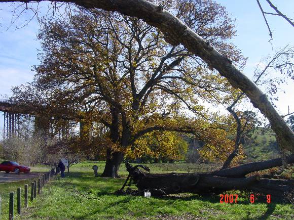 T11919 Quercus robur