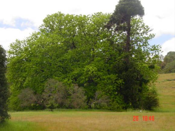 T11921 Quercus robur