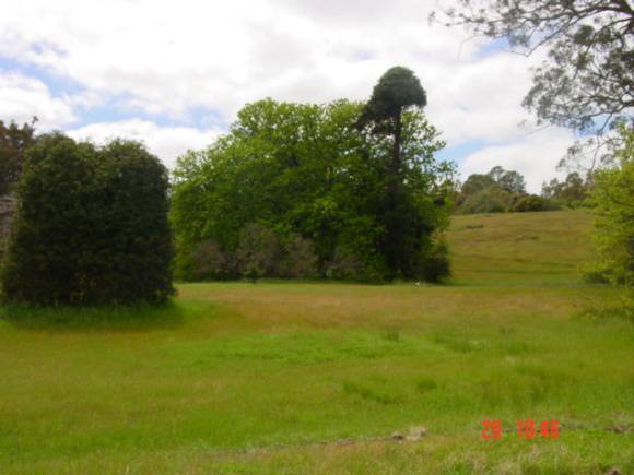 T11921 Quercus robur