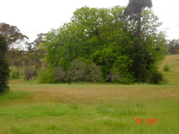 T11921 Quercus robur