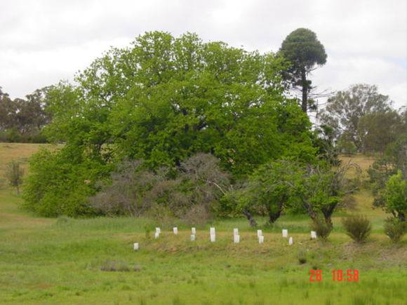 T11921 Quercus robur