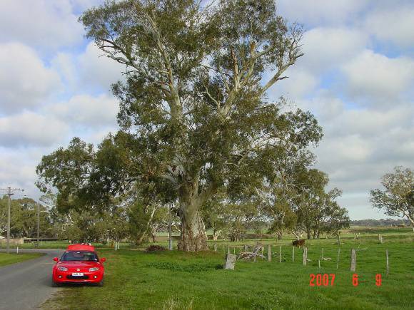 T12015 Eucalyptus camaldulensis