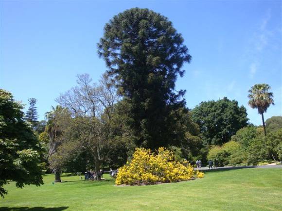 T11876 Araucaria bidwilli