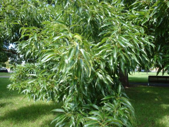 T11891 Quercus acutissima