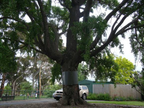 T11871 Gingko biloba