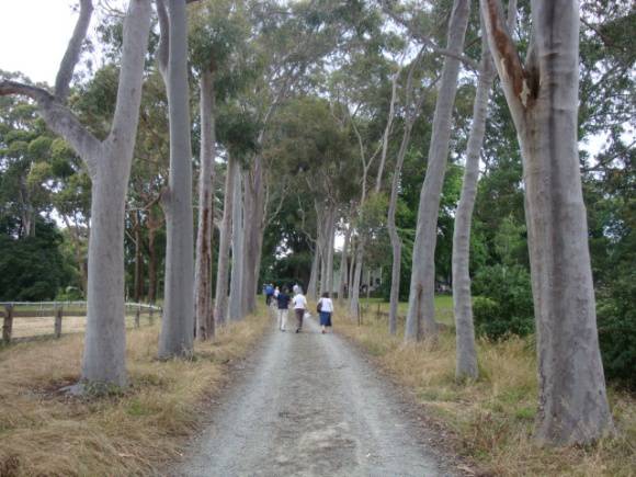 T11509 Corymbia citriodora