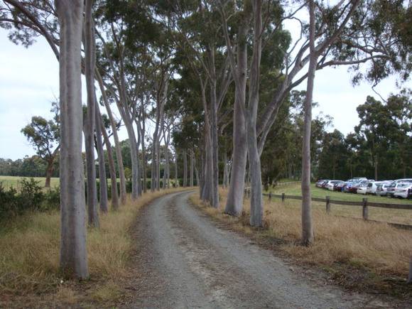 T11509 Corymbia citrodora