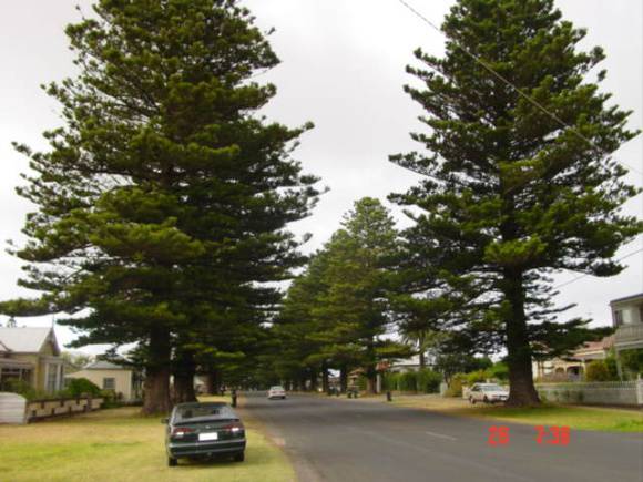 T11066_Araucaria hetrolphylia_Norfolk Island Pine_adjacent Mo.jpg