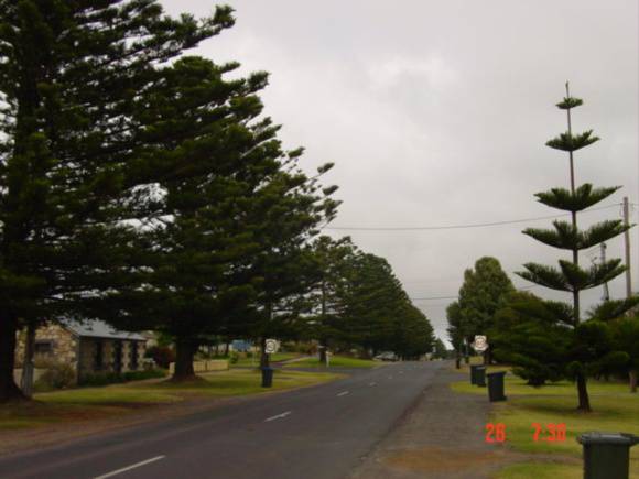 T11066_Araucaria hetrolphylia_Norfolk Island Pine_Regent St_P.jpg