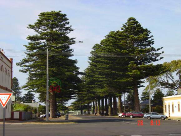 T11066_Araucaria hetrolphylia_Norfolk Island Pine_Sackvill(1).jpg