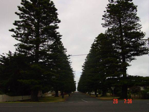 T11066_Araucaria hetrolphylia_Norfolk Island Pine_William St_.jpg