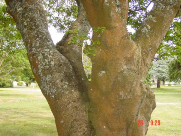 T11220 Fraxinus ornus