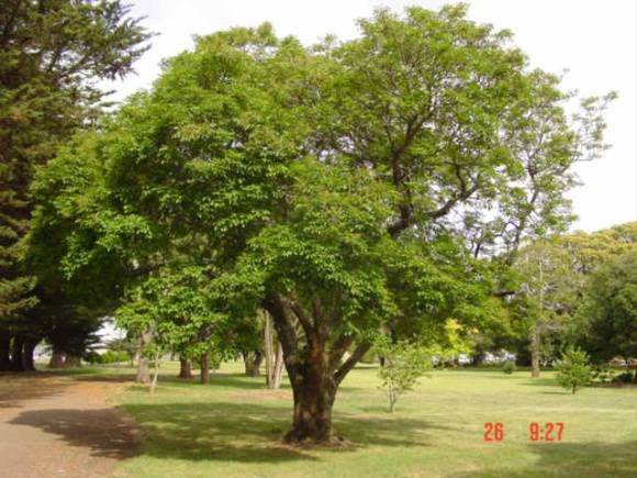 T11220 Fraxinus ornus