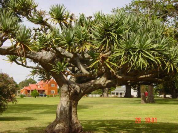 T11224 Dracaena draco 