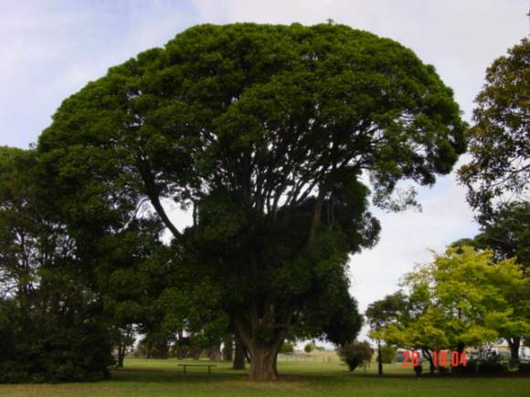 T11225 Ficus platypoda 