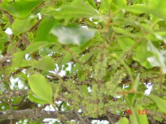 T11226 Rapanea howittiana Koroit