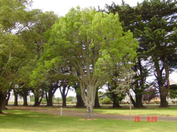 T11226 Rapanea howittiana Koroit