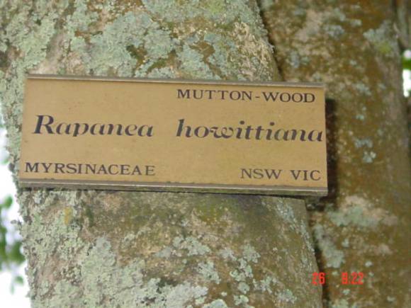 T11226 Rapanea howittiana Koroit