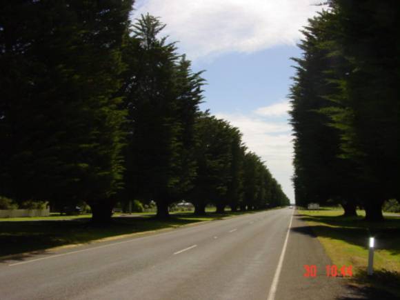 T11702 Cupressus macrocarpa 