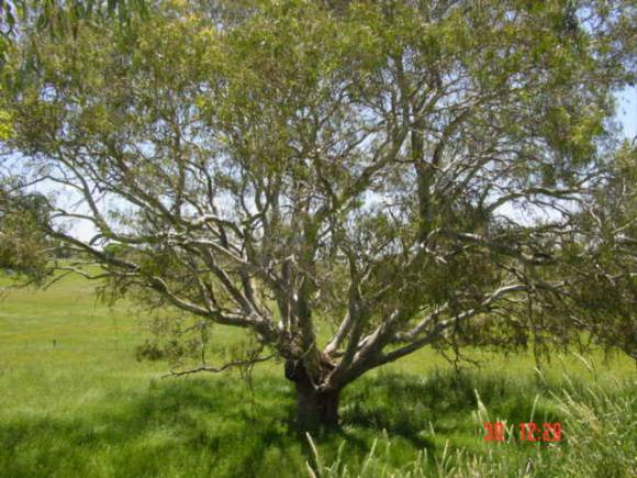 T11959 Eucalyptus camaldulensis 